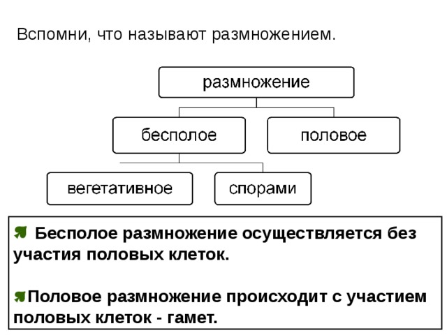 Вспомни, что называют размножением.  Бесполое размножение осуществляется без участия половых клеток.  Половое размножение происходит с участием половых клеток - гамет. 