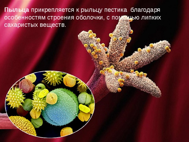 Пыльца прикрепляется к рыльцу пестика благодаря особенностям строения оболочки, с помощью липких сахаристых веществ. 