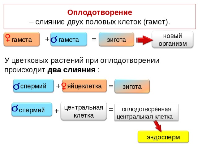 Оплодотворение  – слияние двух половых клеток (гамет). новый организм + = гамета гамета зигота У цветковых растений при оплодотворении происходит два слияния : + = яйцеклетка спермий зигота центральная клетка = спермий оплодотворённая центральная клетка + эндосперм 