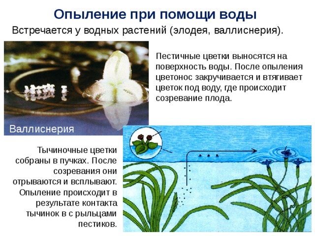 Опыление при помощи воды Встречается у водных растений (элодея, валлиснерия). Пестичные цветки выносятся на поверхность воды. После опыления цветонос закручивается и втягивает цветок под воду, где происходит созревание плода. Валлиснерия Тычиночные цветки собраны в пучках. После созревания они отрываются и всплывают. Опыление происходит в результате контакта тычинок в с рыльцами пестиков. 