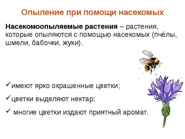 Опыление при помощи насекомых Насекомоопыляемые растения – растения, которые опыляются с помощью насекомых (пчёлы, шмели, бабочки, жуки).  имеют ярко окрашенные цветки ; цветки выделяют нектар ;  многие цветки издают приятный аромат. 