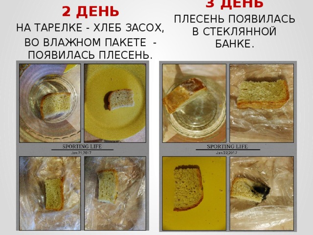 3 ДЕНЬ ПЛЕСЕНЬ ПОЯВИЛАСЬ В СТЕКЛЯННОЙ БАНКЕ. 2 ДЕНЬ НА ТАРЕЛКЕ - ХЛЕБ ЗАСОХ, ВО ВЛАЖНОМ ПАКЕТЕ - ПОЯВИЛАСЬ ПЛЕСЕНЬ. 