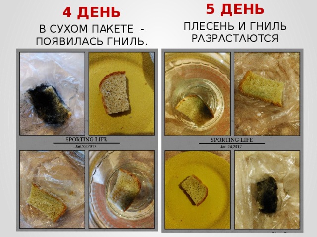 4 ДЕНЬ В СУХОМ ПАКЕТЕ - ПОЯВИЛАСЬ ГНИЛЬ. 5 ДЕНЬ ПЛЕСЕНЬ И ГНИЛЬ РАЗРАСТАЮТСЯ 