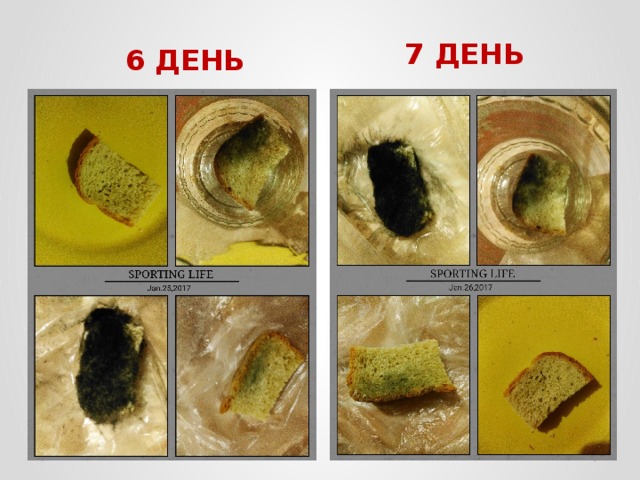 7 ДЕНЬ 6 ДЕНЬ 
