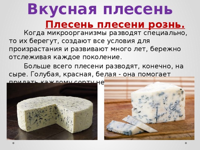 Вкусная плесень Плесень плесени рознь.    Когда микроорганизмы разводят специально, то их берегут, создают все условия для произрастания и развивают много лет, бережно отслеживая каждое поколение.  Больше всего плесени разводят, конечно, на сыре. Голубая, красная, белая - она помогает придать каждому сорту неповторимый оттенок вкуса.  