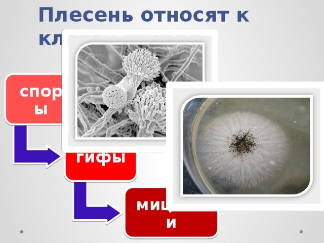 Плесень относят к классу грибов . споры гифы мицелии 