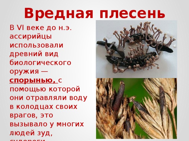 Вредная плесень В VI веке до н.э. ассирийцы использовали древний вид биологического оружия — спорынью, с помощью которой они отравляли воду в колодцах своих врагов, это вызывало у многих людей зуд, судороги, галлюцинации и гангрену. 