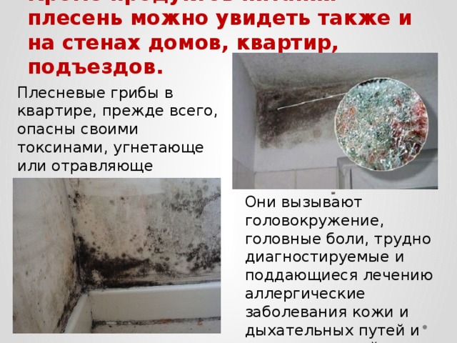 Кроме продуктов питания плесень можно увидеть также и на стенах домов, квартир, подъездов. Плесневые грибы в квартире, прежде всего, опасны своими токсинами, угнетающе или отравляюще действующими на другие живые организмы. Они вызывают головокружение, головные боли, трудно диагностируемые и поддающиеся лечению аллергические заболевания кожи и дыхательных путей и другие расстройства здоровья. 