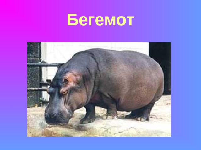 Бегемот 