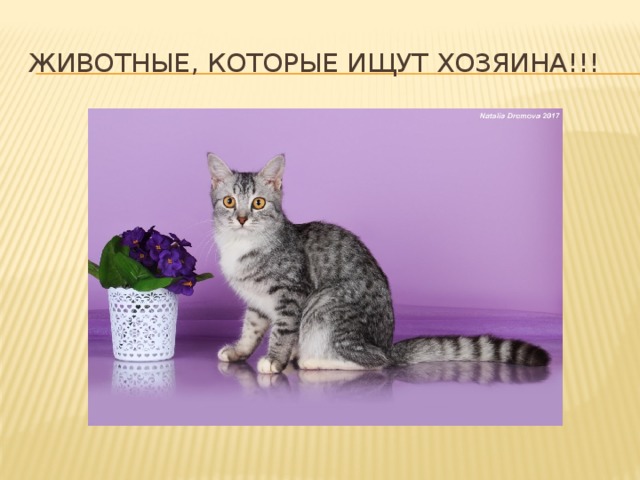 Животные, которые ищут хозяина!!! 