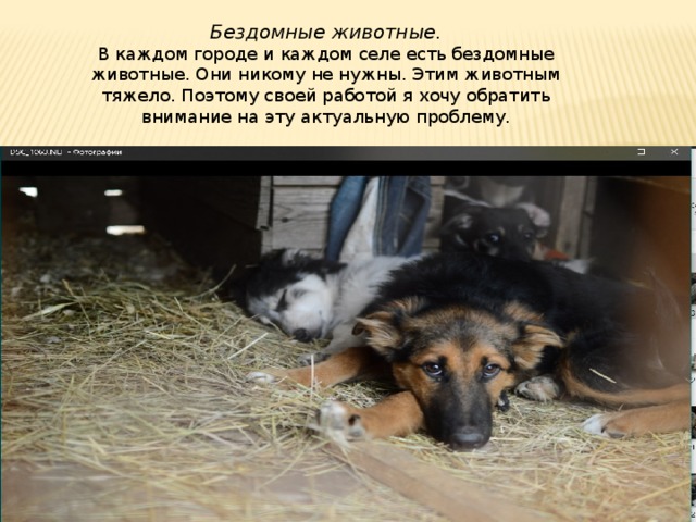 Бездомные животные. В каждом городе и каждом селе есть бездомные животные. Они никому не нужны. Этим животным тяжело. Поэтому своей работой я хочу обратить внимание на эту актуальную проблему. 