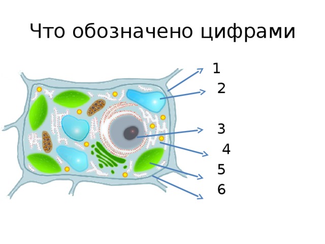 Что обозначено цифрами  1  2  3  4  5  6 