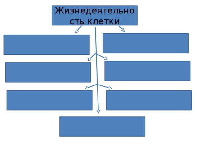 Жизнедеятельность клетки 