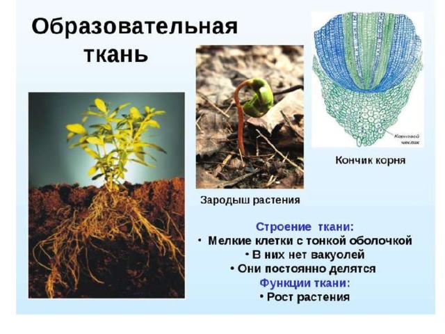Образовательная ткань 