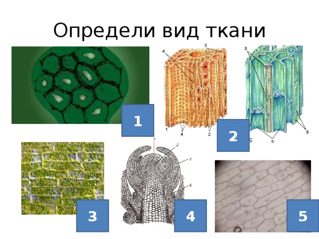 Определи вид ткани 1 2 3 4 5 