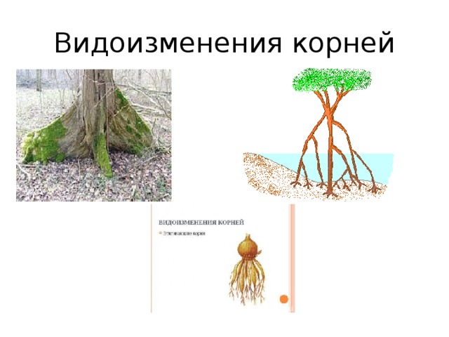 Видоизменения корней 