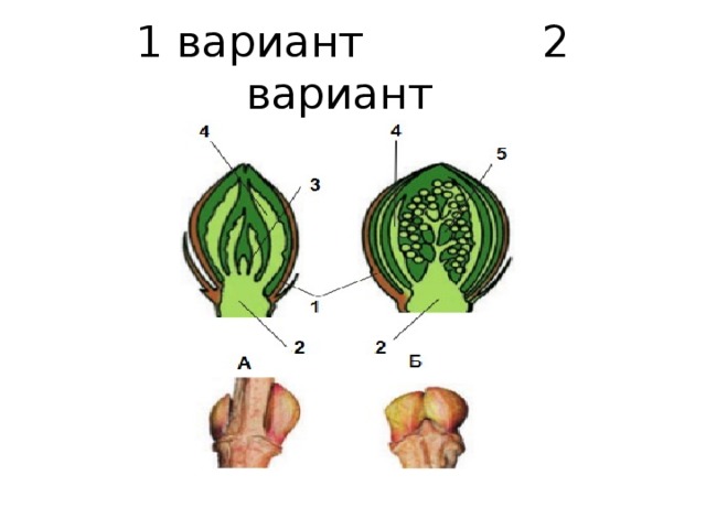 1 вариант 2 вариант 