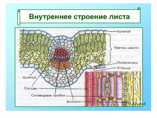 Внутреннее строение листа 