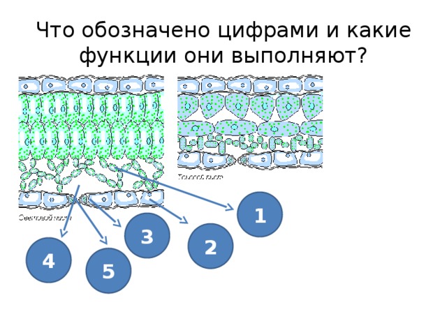 Что обозначено цифрами и какие функции они выполняют? 1 3 2 4 5 
