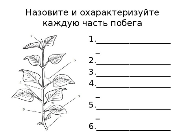 Назовите и охарактеризуйте каждую часть побега 1.___________________ 2.__________________ 3.__________________ 4.___________________ 5.___________________ 6.___________________ 7.___________________ 