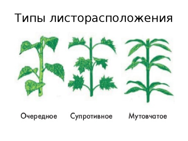 Типы листорасположения 