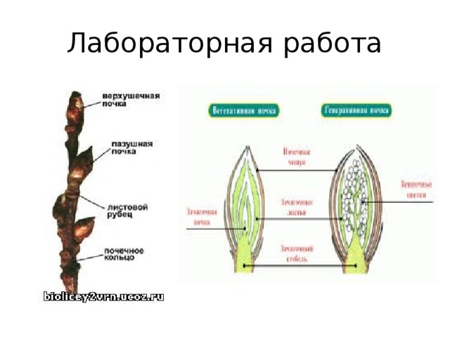 Лабораторная работа 