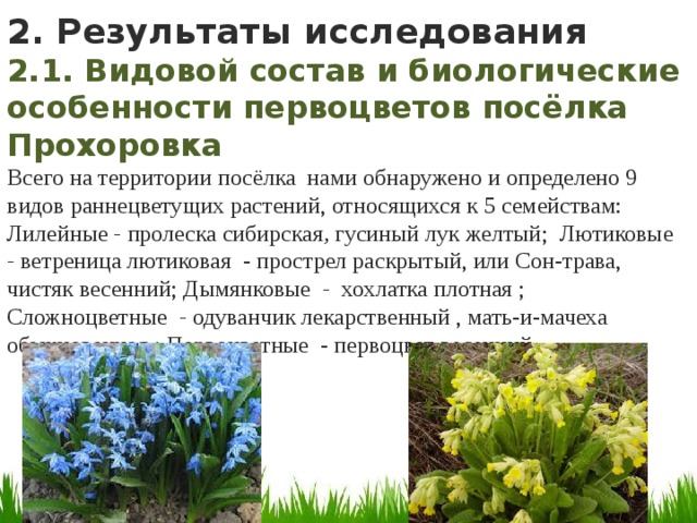 2. Результаты исследования 2.1. Видовой состав и биологические особенности первоцветов посёлка Прохоровка Всего на территории посёлка нами обнаружено и определено 9 видов раннецветущих растений, относящихся к 5 семействам: Лилейные - пролеска сибирская , гусиный лук желтый; Лютиковые - ветреница лютиковая - прострел раскрытый, или Сон-трава, чистяк весенний; Дымянковые - хохлатка плотная ; Сложноцветные - одуванчик лекарственный , мать-и-мачеха обыкновенная ; Первоцветные - первоцвет весенний 