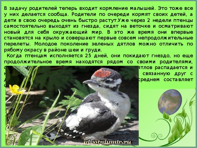 В задачу родителей теперь входит кормление малышей. Это тоже все у них делается сообща. Родители по очереди кормят своих детей, а дети в свою очередь очень быстро растут.Уже через 2 недели птенцы самостоятельно выходят из гнезда, сидят на веточке и осматривают новый для себя окружающий мир. В это же время они впервые становятся на крыло и совершают первые совсем непродолжительные перелеты. Молодое поколение зеленых дятлов можно отличить по рябому окрасу в районе шеи и груди.  Когда птенцам исполняется 25 дней, они покидают гнездо, но еще продолжительное время находятся рядом со своими родителями, около двух месяцев. После чего семья зеленых дятлов распадается и каждый из них начинает самостоятельную, не связанную друг с другом жизнь, продолжительность которой в среднем составляет около 7 лет. 