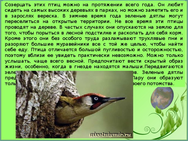 Созерцать этих птиц можно на протяжении всего года. Он любит сидеть на самых высоких деревьях в парках, но можно заметить его и в зарослях вереска. В зимнее время года зеленые дятлы могут переселиться на открытые территории. Не все время эти птицы проводят на дереве. В частых случаях они опускаются на землю для того, чтобы порыться в лесной подстилке и раскопать для себя корм. Кроме этого они без особого труда разламывают трухлявые пни и разоряют большие муравейники все с той же целью, чтобы найти себе еду. Птица отличается большой пугливостью и осторожностью, поэтому вблизи ее увидеть практически невозможно. Можно только услышать, чаще всего весной. Предпочитают вести скрытый образ жизни, особенно, когда в гнезде находятся малыши.Передвигаются зеленые дятлы с помощью прыжков и полетов. Зеленые дятлы предпочитают вести одиночный образ жизни. Пару они образуют только на время брачного периода и взросления своего потомства. 