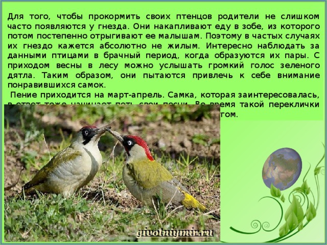 Для того, чтобы прокормить своих птенцов родители не слишком часто появляются у гнезда. Они накапливают еду в зобе, из которого потом постепенно отрыгивают ее малышам. Поэтому в частых случаях их гнездо кажется абсолютно не жилым. Интересно наблюдать за данными птицами в брачный период, когда образуются их пары. С приходом весны в лесу можно услышать громкий голос зеленого дятла. Таким образом, они пытаются привлечь к себе внимание понравившихся самок.  Пение приходится на март-апрель. Самка, которая заинтересовалась, в ответ тоже начинает петь свои песни. Во время такой переклички пара постепенно летит на сближение друг с другом. 