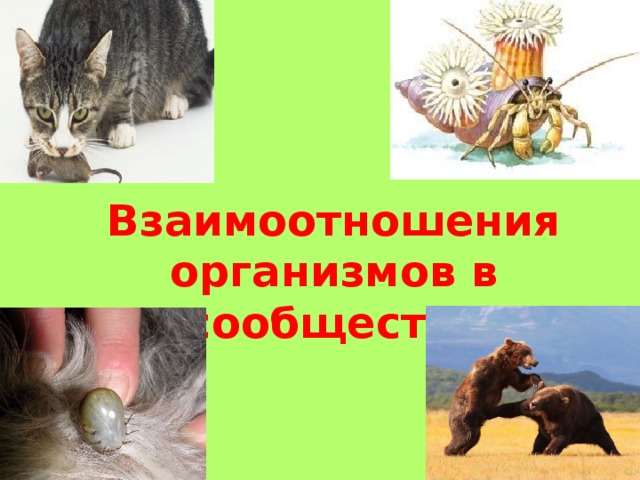 Взаимоотношения организмов в сообществе 