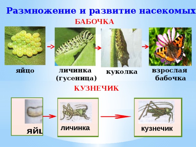 Размножение и развитие насекомых БАБОЧКА личинка взрослая бабочка  (гусеница) яйцо куколка КУЗНЕЧИК 