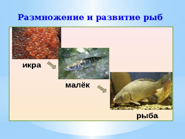 Размножение и развитие рыб 