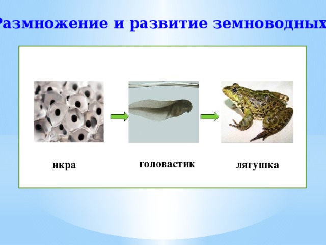Размножение и развитие земноводных 