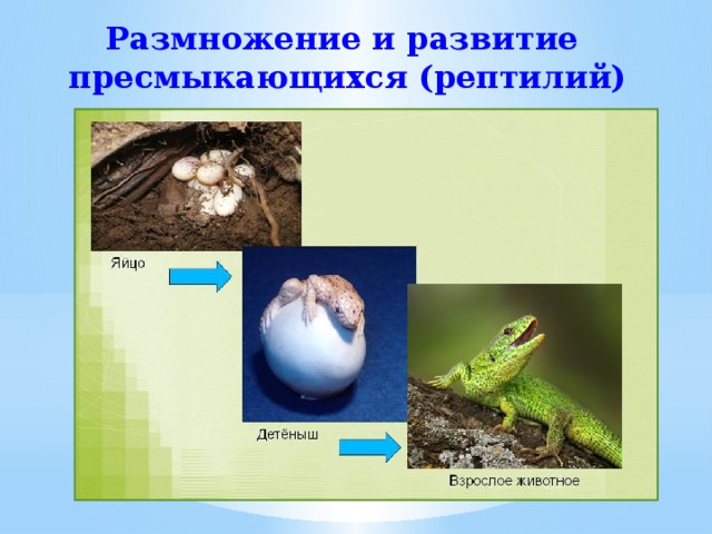Размножение и развитие пресмыкающихся (рептилий) 