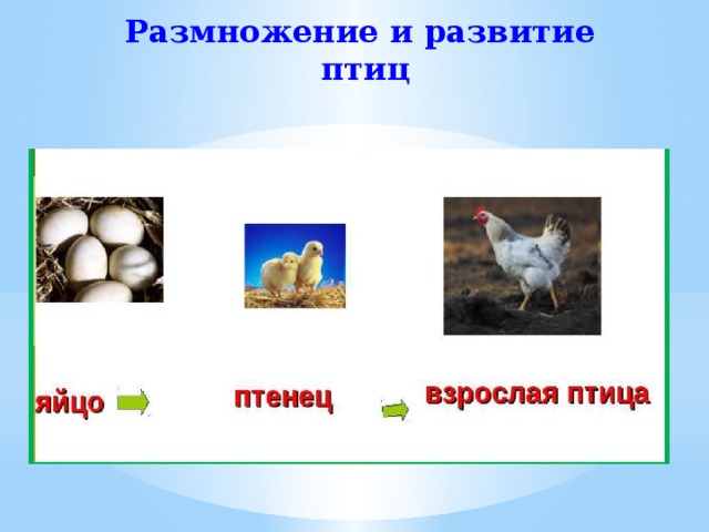 Размножение и развитие птиц 