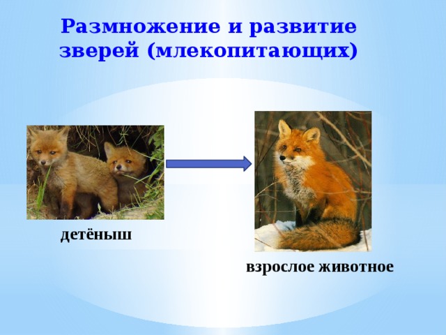Размножение и развитие зверей (млекопитающих)  детёныш взрослое животное 