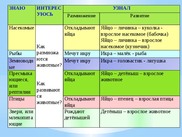 ЗНАЮ ИНТЕРЕСУЮСЬ Насекомые УЗНАЛ Рыбы Размножение Развитие Земноводные Откладывают яйца Пресмыкающиеся, или рептилии Яйцо – личинка – куколка - взрослое насекомое (бабочка) Мечут икру Птицы Яйцо – личинка – взрослое насекомое (кузнечик) Как размножаются животные? Икра – малёк - рыба Мечут икру Звери, или млекопитающие Икра – головастик - лягушка Откладывают яйца Яйцо – детёныш – взрослое животное Откладывают яйца Как развиваются животные? Яйцо – птенец – взрослая птица Рождают детёнышей Детёныш – взрослое животное 