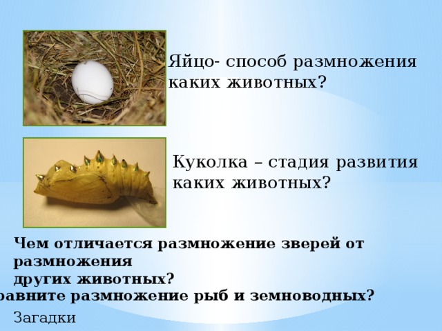 Яйцо- способ размножения каких животных? Куколка – стадия развития каких животных? Чем отличается размножение зверей от размножения других животных? Сравните размножение рыб и земноводных? Загадки 