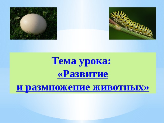 Тема урока: «Развитие и размножение животных» 