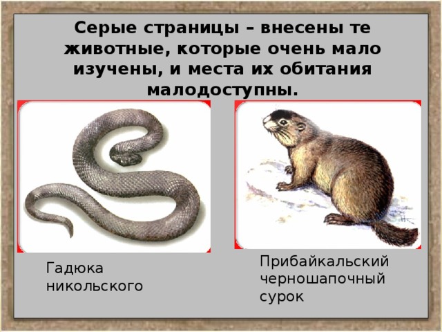 Серые страницы – внесены те животные, которые очень мало изучены, и места их обитания малодоступны. Прибайкальский черношапочный сурок Гадюка никольского 