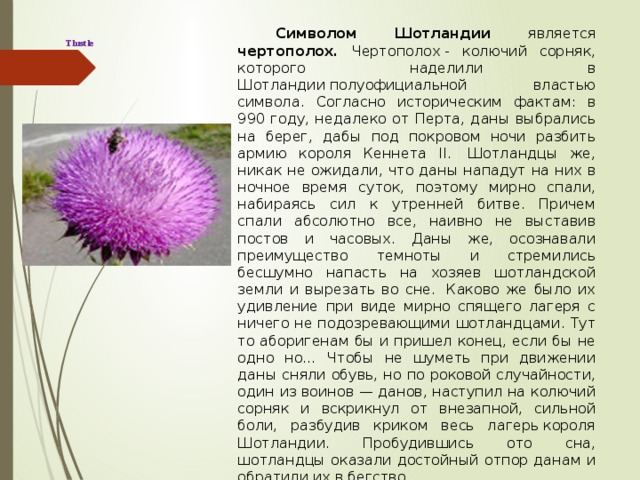  Символом Шотландии является чертополох. Чертополох - колючий сорняк, которого наделили в Шотландии полуофициальной властью символа. Согласно историческим фактам: в 990 году, недалеко от Перта, даны выбрались на берег, дабы под покровом ночи разбить армию короля Кеннета II.  Шотландцы же, никак не ожидали, что даны нападут на них в ночное время суток, поэтому мирно спали, набираясь сил к утренней битве. Причем спали абсолютно все, наивно не выставив постов и часовых. Даны же, осознавали преимущество темноты и стремились бесшумно напасть на хозяев шотландской земли и вырезать во сне.  Каково же было их удивление при виде мирно спящего лагеря с ничего не подозревающими шотландцами. Тут то аборигенам бы и пришел конец, если бы не одно но… Чтобы не шуметь при движении даны сняли обувь, но по роковой случайности, один из воинов — данов, наступил на колючий сорняк и вскрикнул от внезапной, сильной боли, разбудив криком весь лагерь короля Шотландии. Пробудившись ото сна, шотландцы оказали достойный отпор данам и обратили их в бегство.   Thistle   