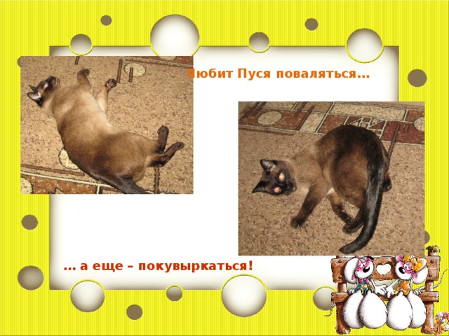 Любит Пуся поваляться… … а еще – покувыркаться! 