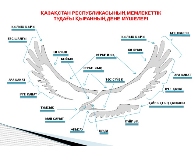 ҚАЗАҚСТАН РЕСПУБЛИКАСЫНЫҢ МЕМЛЕКЕТТІК ТУДАҒЫ ҚЫРАННЫҢ ДЕНЕ МҮШЕЛЕРІ ҚЫЛЫШ ҚЫРЫ БЕС ШАЛҒЫ ҚЫЛЫШ ҚЫРЫ БЕС ШАЛҒЫ БИ БУЫН БИ БУЫН КЕРМЕ ИЫҚ МОЙЫН КЕРМЕ ИЫҚ АРА ҚАНАТ ТӨС СҮЙЕК АРА ҚАНАТ ІРГЕ ҚАНАТ ІРГЕ ҚАНАТ ҚҰЙРЫҚТЫҢ ҚАСҚАСЫ ТҰМСЫҚ МАЙ САУЫТ ҚҰЙРЫҚ ЖЕМСАУ ШУДА 