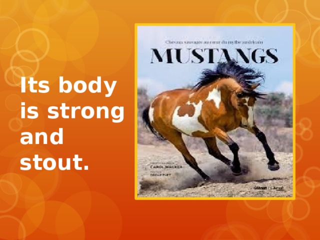Its body is strong and stout. 