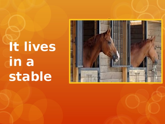  It lives in a stable 