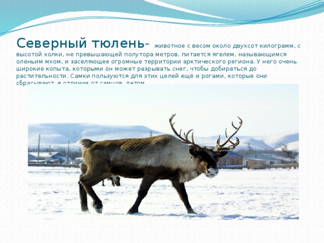     Северный тюлень- животное с весом около двухсот килограмм, с высотой холки, не превышающей полутора метров, питается ягелем, называющимся оленьим мхом, и заселяющее огромные территории арктического региона. У него очень широкие копыта, которыми он может разрывать снег, чтобы добираться до растительности. Самки пользуются для этих целей ещё и рогами, которые они сбрасывают, в отличие от самцов, летом. 