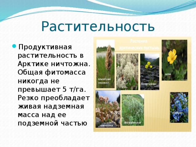 Растительность Продуктивная растительность в Арктике ничтожна. Общая фитомасса никогда не превышает 5 т/га. Резко преобладает живая надземная масса над ее подземной частью 