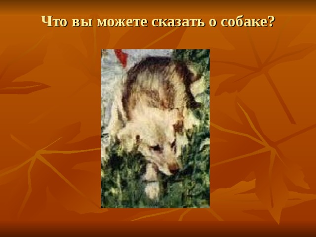 Что вы можете сказать о собаке?   