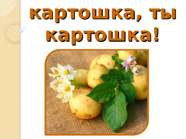 Ах, картошка, ты картошка!      